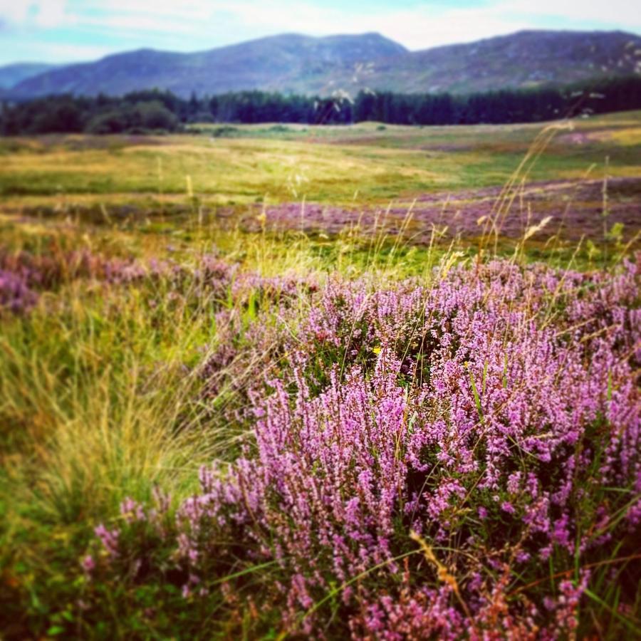 Caman House Apt 2 - By Where Stags Roar Newtonmore Exteriör bild